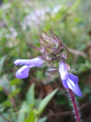 Salvia setulosa