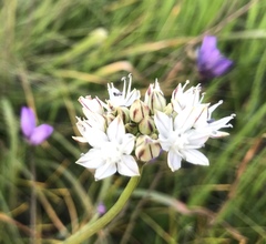Allium haematochiton