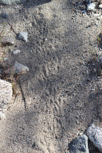 iNaturalist observation photo of Rodents
