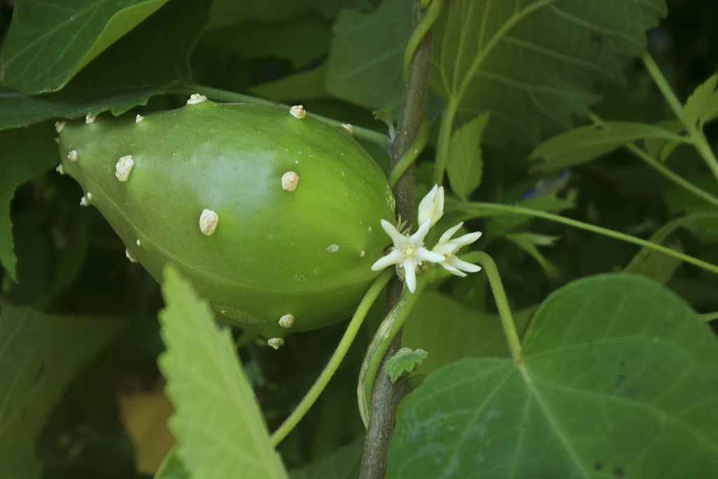 Ibatia cumanensis