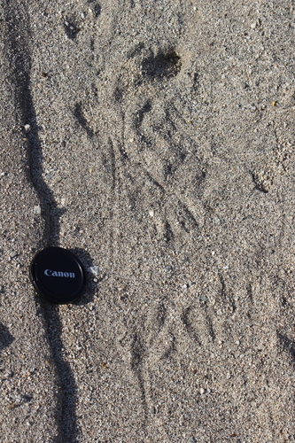 iNaturalist observation photo of Kangaroo Rats and Pocket Mice