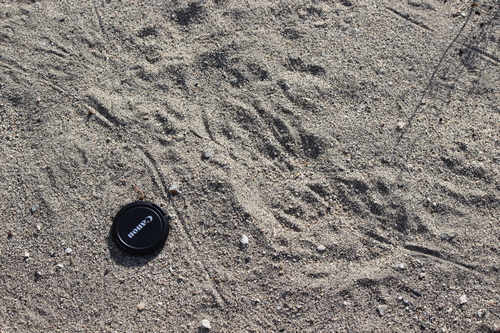 iNaturalist observation photo of Kangaroo Rats and Pocket Mice