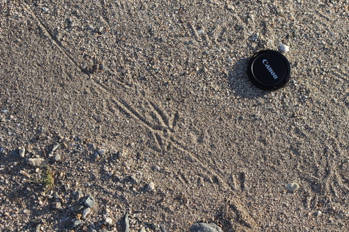 iNaturalist observation photo of Kangaroo Rats and Pocket Mice