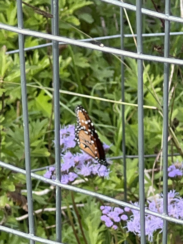 Queen from Lewis Ranch Rd, New Braunfels, TX, US on December 2, 2023 at