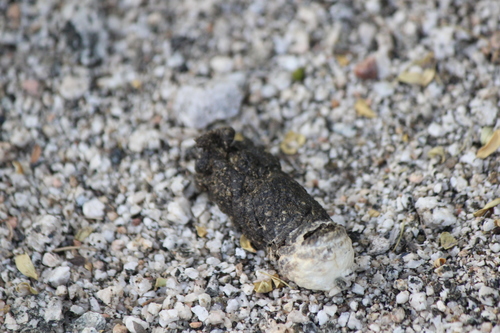 iNaturalist observation photo of Birds