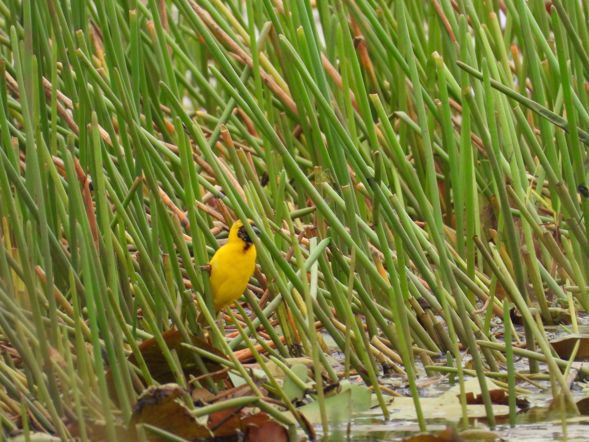 Katanga Masked Weaver (Ploceus katangae), photo 9