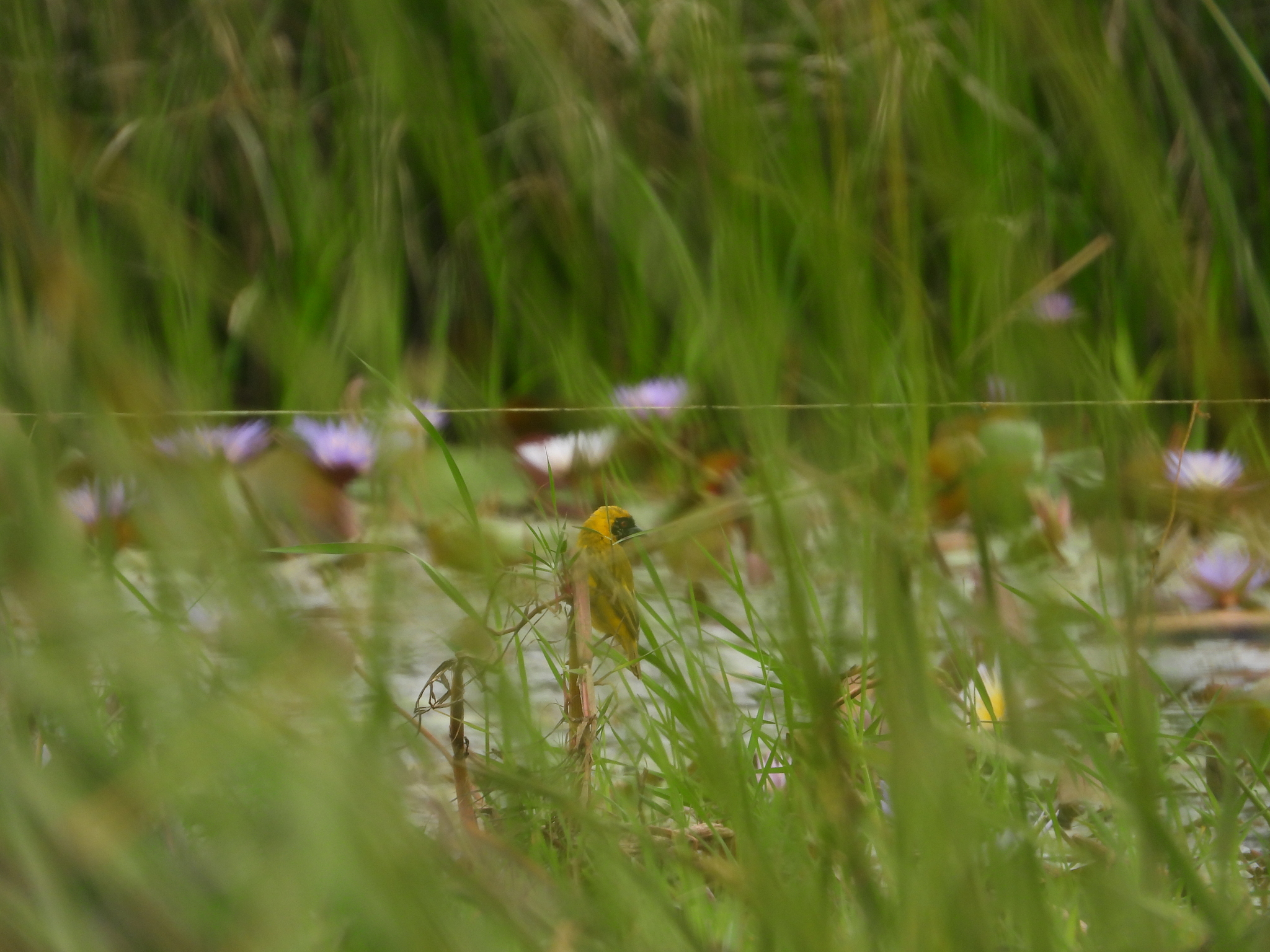 Katanga Masked Weaver (Ploceus katangae), photo 6