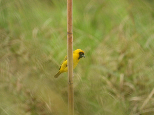Katanga Masked Weaver (Ploceus katangae), photo 7
