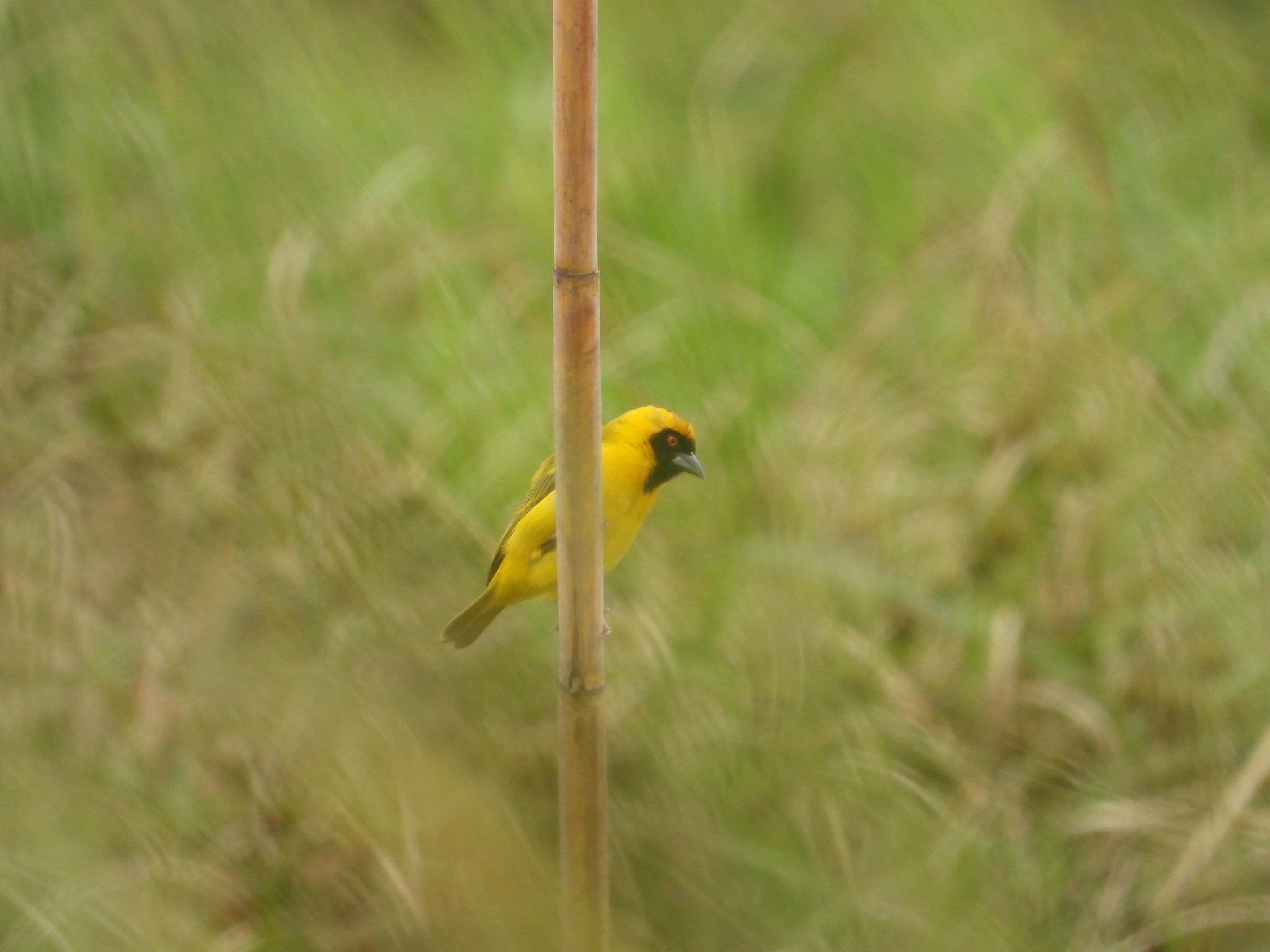 Katanga Masked Weaver (Ploceus katangae), photo 7