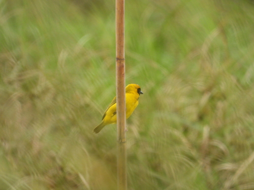 Katanga Masked Weaver (Ploceus katangae), photo 8