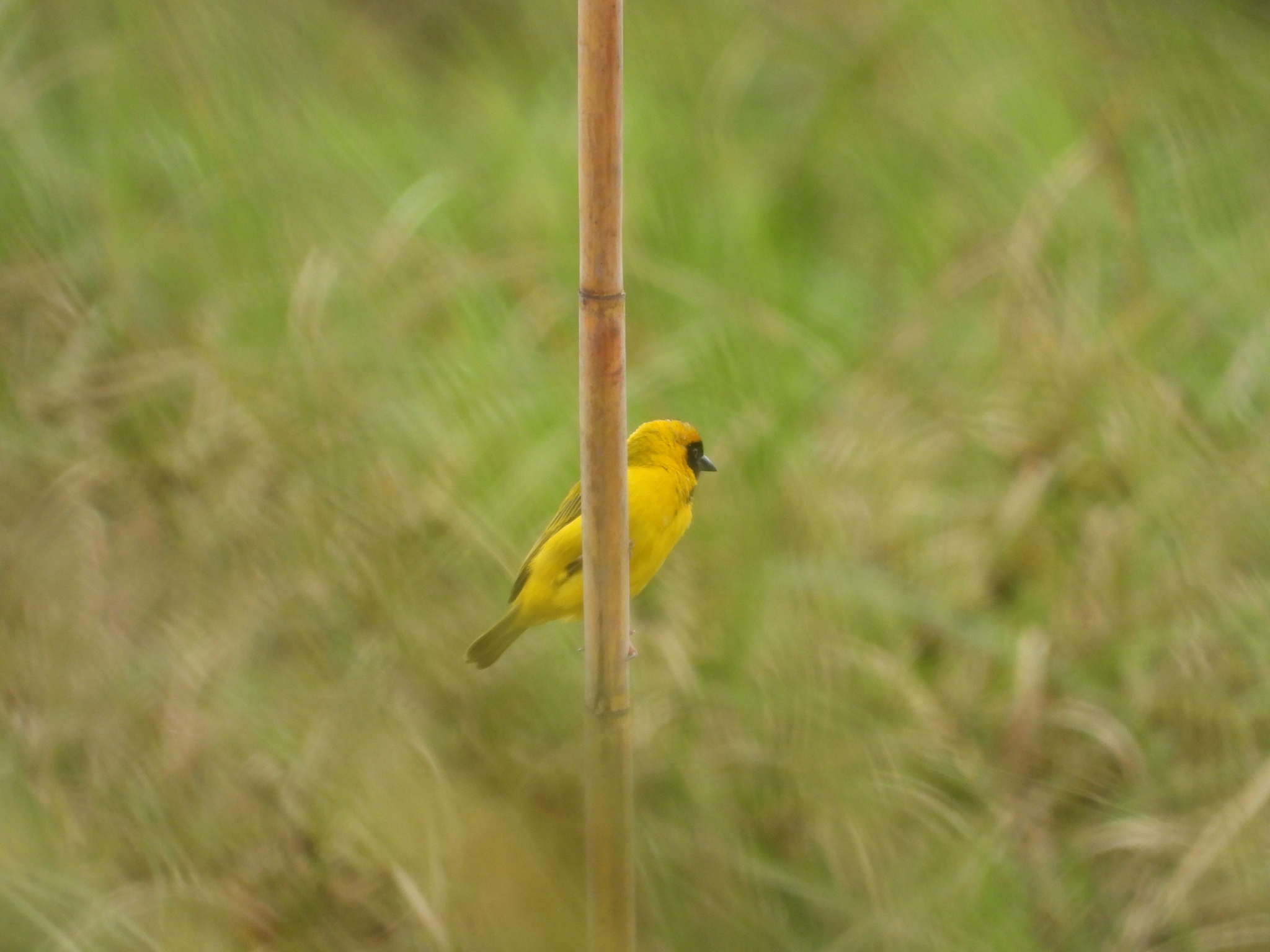 Katanga Masked Weaver (Ploceus katangae), photo 8