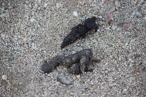 iNaturalist observation photo of Carnivorans