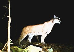 Puma concolor couguar