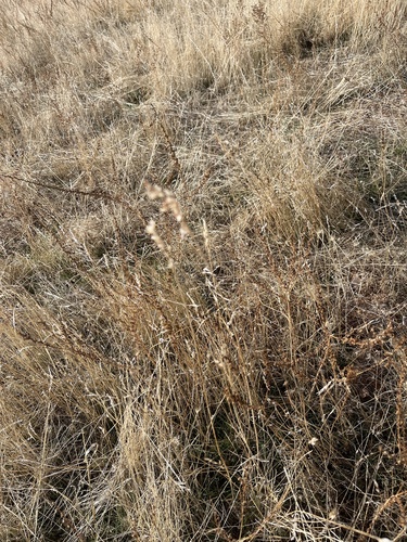 iNaturalist observation photo of Plants