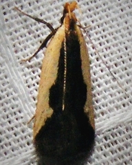 Dichomeris inserrata