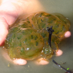Oophila amblystomatis