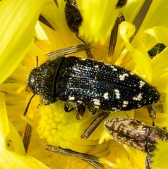 Acmaeodera ornatoides