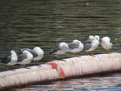 Larus californicus