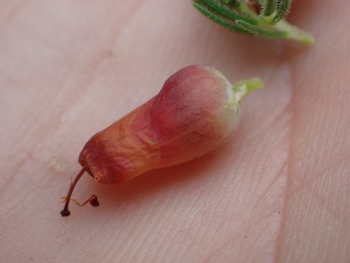 Image of Erica ignita by (c) Ren Hoekstra, some rights reserved (CC BY)