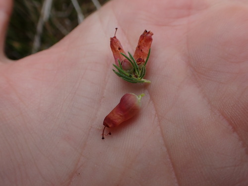 Image of Erica ignita by (c) Ren Hoekstra, some rights reserved (CC BY)