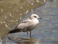 Larus