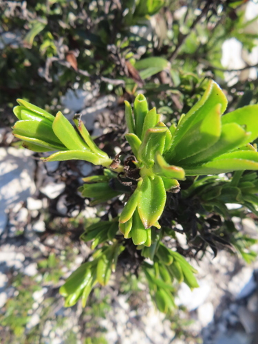 Image of Lobostemon curvifolius by (c) linkie, some rights reserved (CC BY)