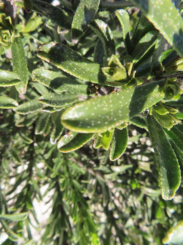 Image of Lobostemon curvifolius by (c) linkie, some rights reserved (CC BY)