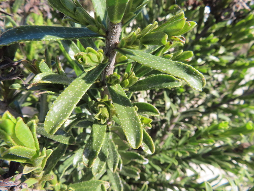 Image of Lobostemon curvifolius by (c) linkie, some rights reserved (CC BY)