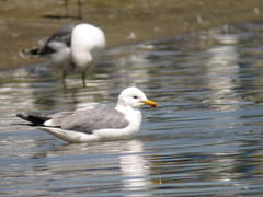 Larus californicus