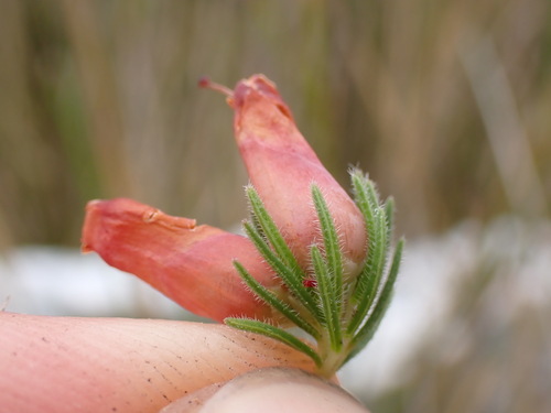 Image of Flaming Heath (Erica ignita) by (c) Ren Hoekstra, some rights reserved (CC BY)