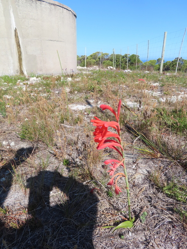 Image of Watsonia fergusoniae by (c) linkie, some rights reserved (CC BY)