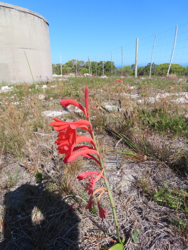 Image of Watsonia fergusoniae by (c) linkie, some rights reserved (CC BY)