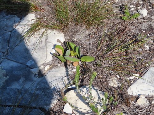 Image of Mairia coriacea by (c) linkie, some rights reserved (CC BY)
