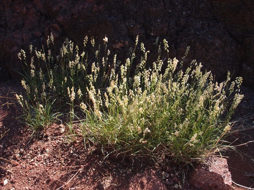 Image of Bouteloua diversispicula by (c) Sue Carnahan, some rights reserved (CC BY)