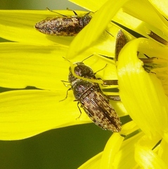 Acmaeodera neglecta neoneglecta