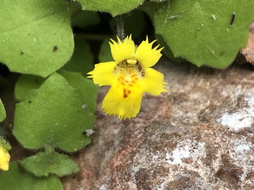 toothpetal monkeyflower (Mimulus dentilobus)