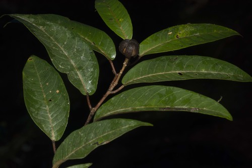 Croton pachypodus