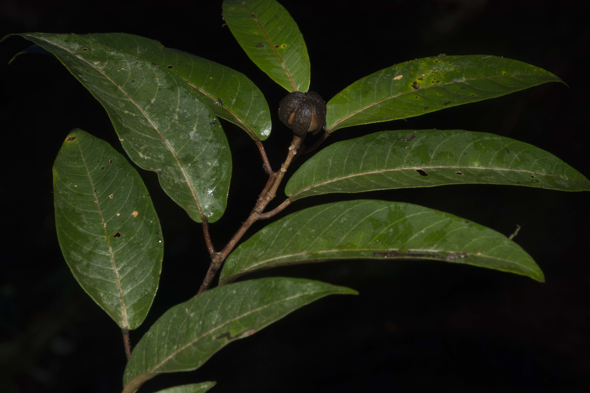 Croton pachypodus