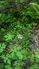 Vitis palmata