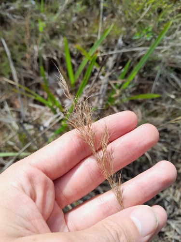 Aristida torta
