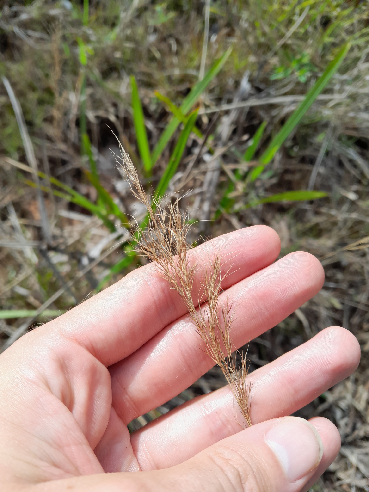Aristida torta