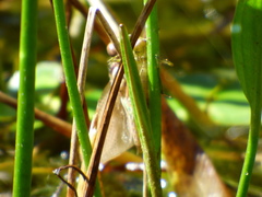 Sympetrum illotum