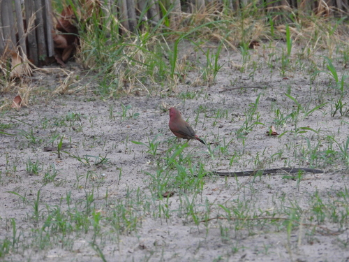 Red-billed Firefinch