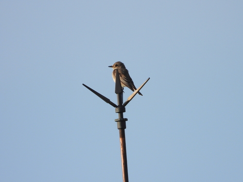 Spotted Flycatcher