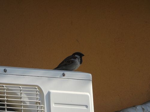 House Sparrow