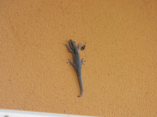 Chobe Dwarf Gecko