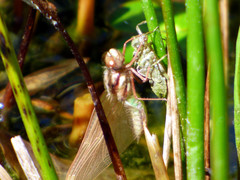 Sympetrum illotum