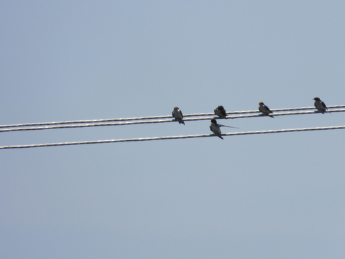 Wire-tailed Swallow