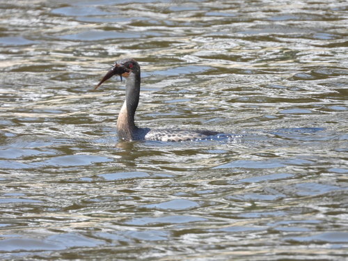 Reed Cormorant