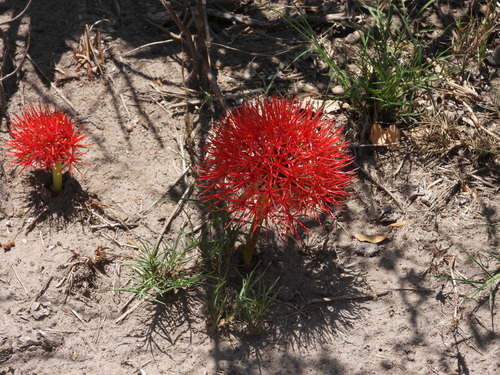 Bloodlily